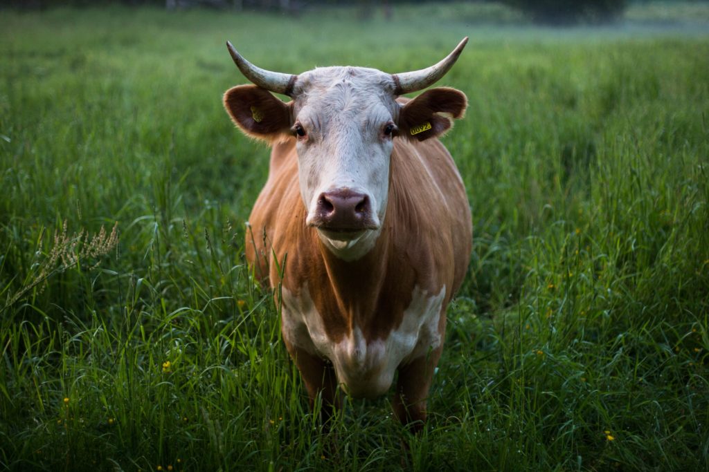 rural farm
