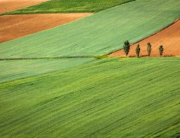 rural farm
