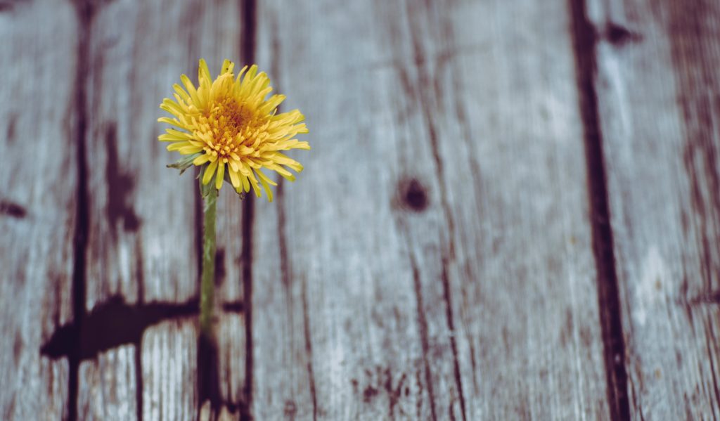 flower in wood