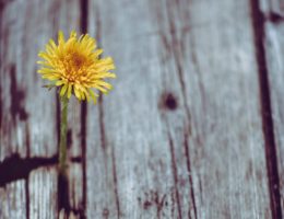 flower in wood