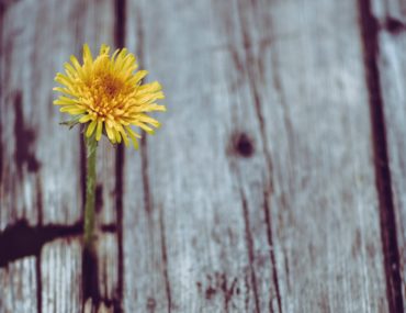flower in wood