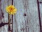 flower in wood