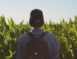 harvest field