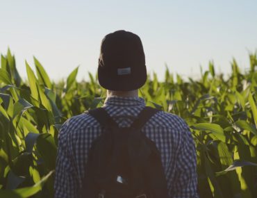 harvest field